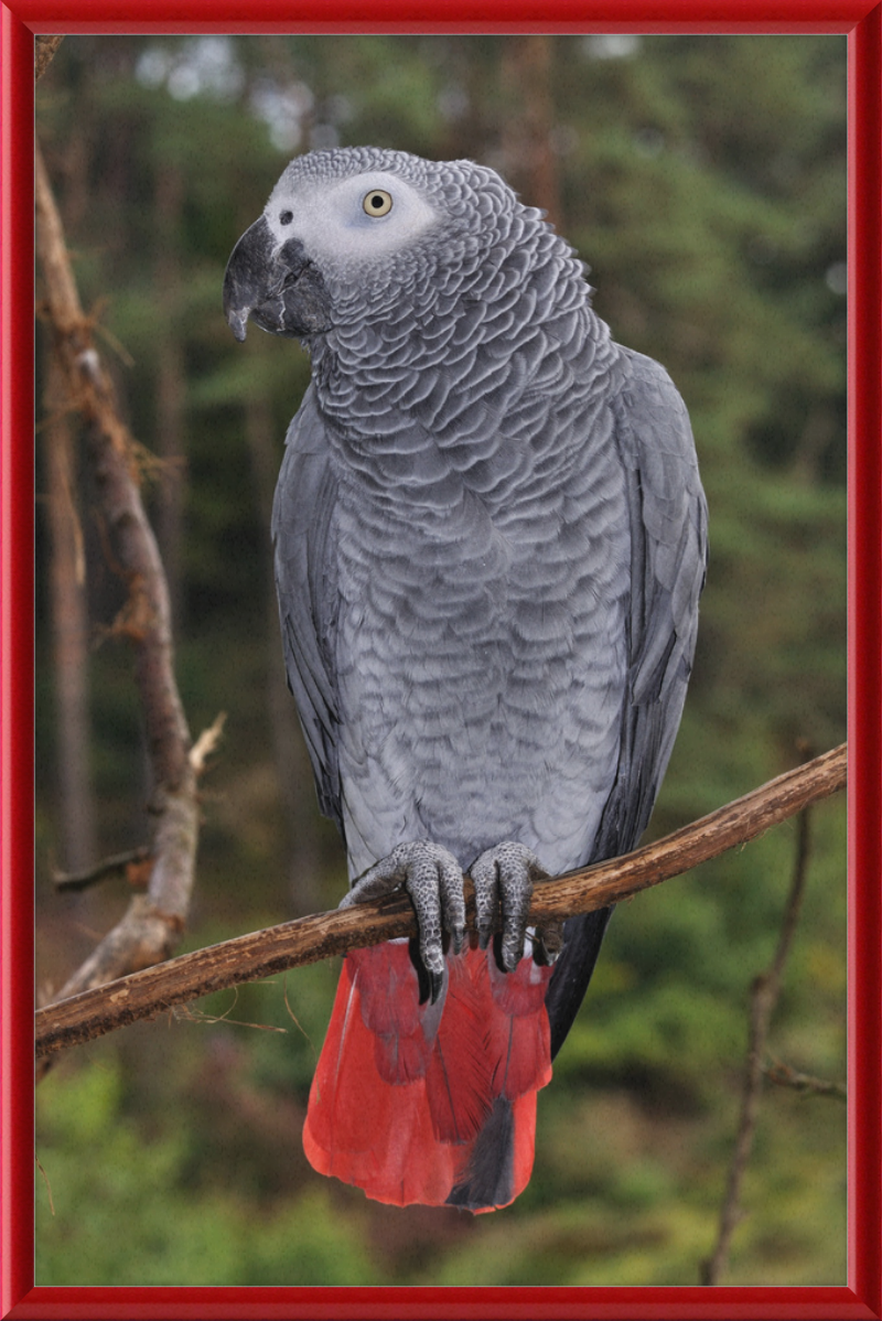 Psittacus erithacus - Great Pictures Framed