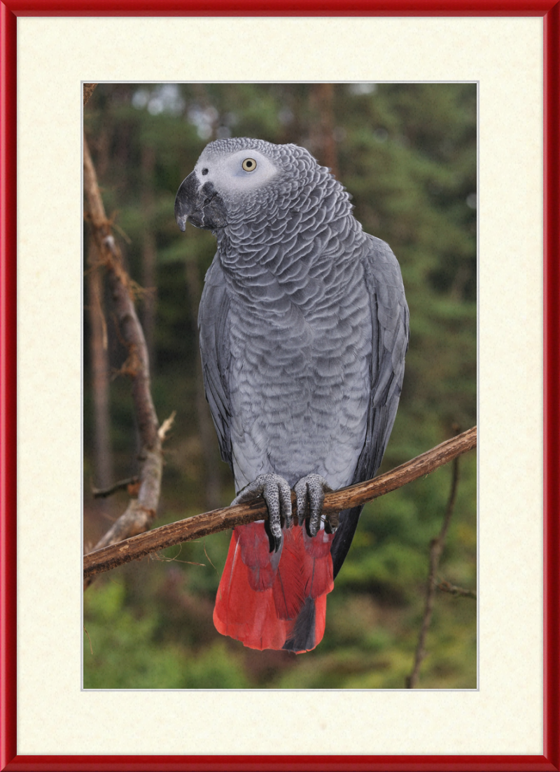 Psittacus erithacus - Great Pictures Framed
