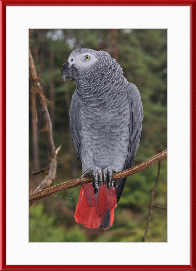 Psittacus erithacus - Great Pictures Framed