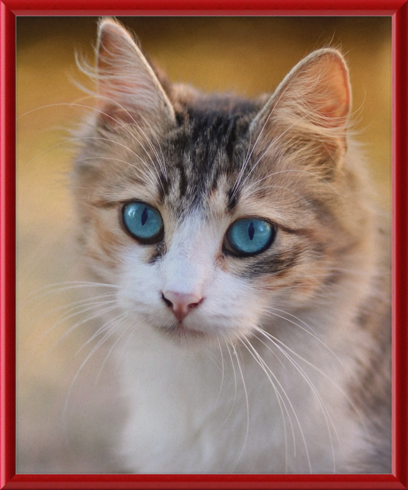 Tabby Cat With Blue Eyes - Great Pictures Framed