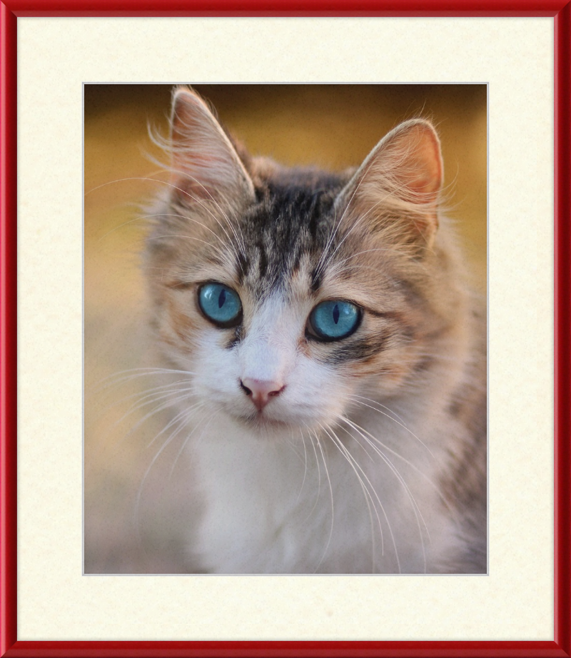 Tabby Cat With Blue Eyes - Great Pictures Framed