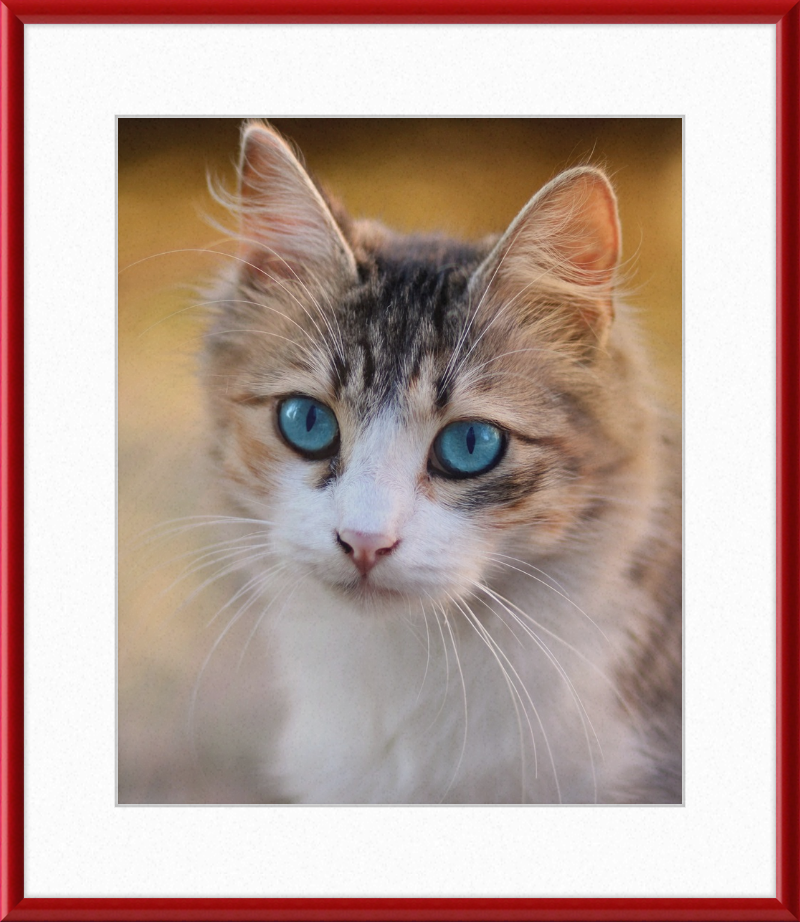 Tabby Cat With Blue Eyes - Great Pictures Framed