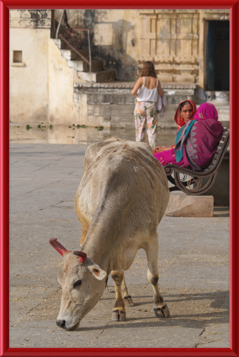 A cow on a Street of Udaipur, India - Great Pictures Framed