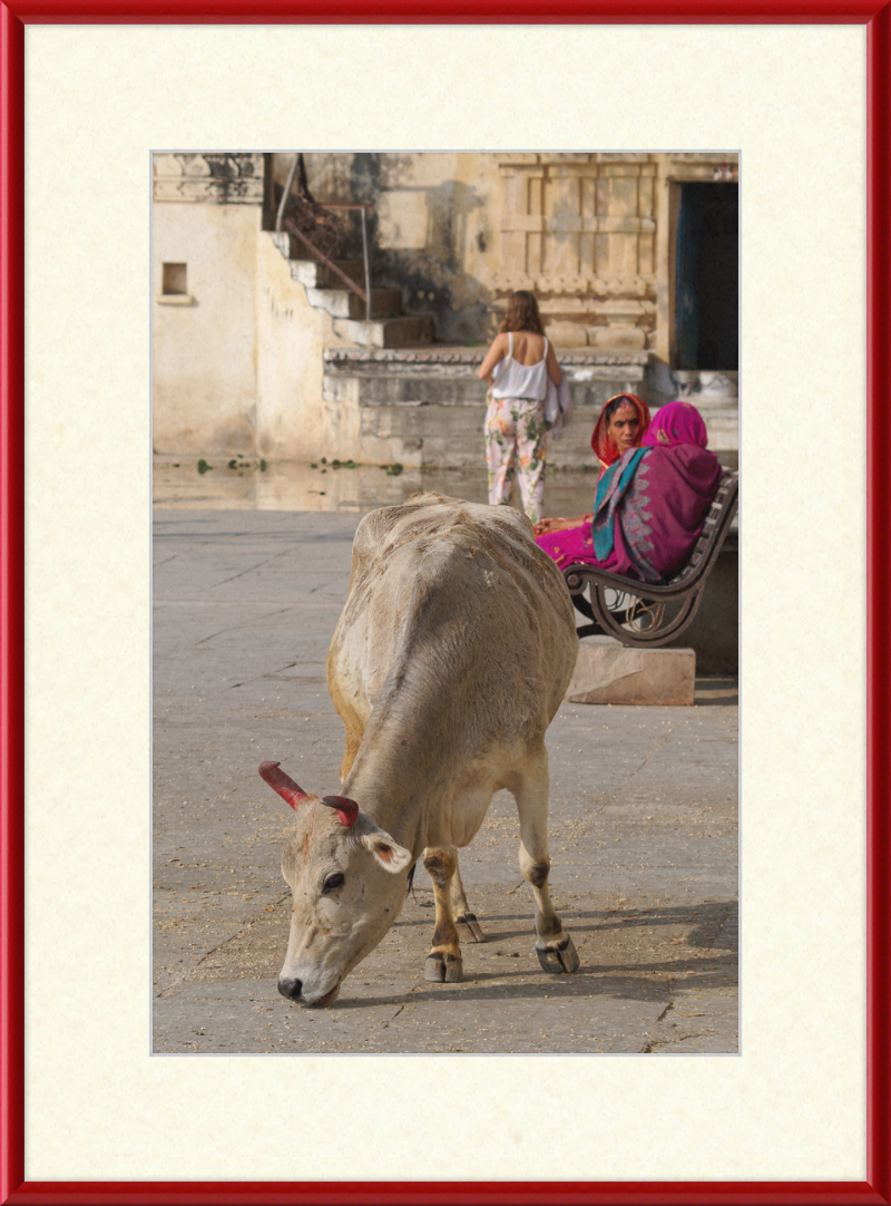 A cow on a Street of Udaipur, India - Great Pictures Framed
