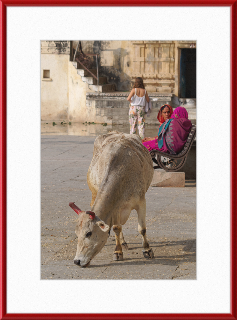 A cow on a Street of Udaipur, India - Great Pictures Framed