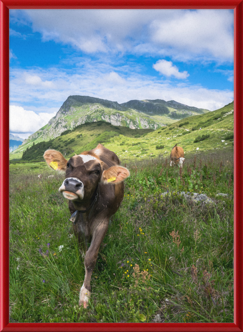Cattle in the Kops and Zeinis Lake Area. - Great Pictures Framed