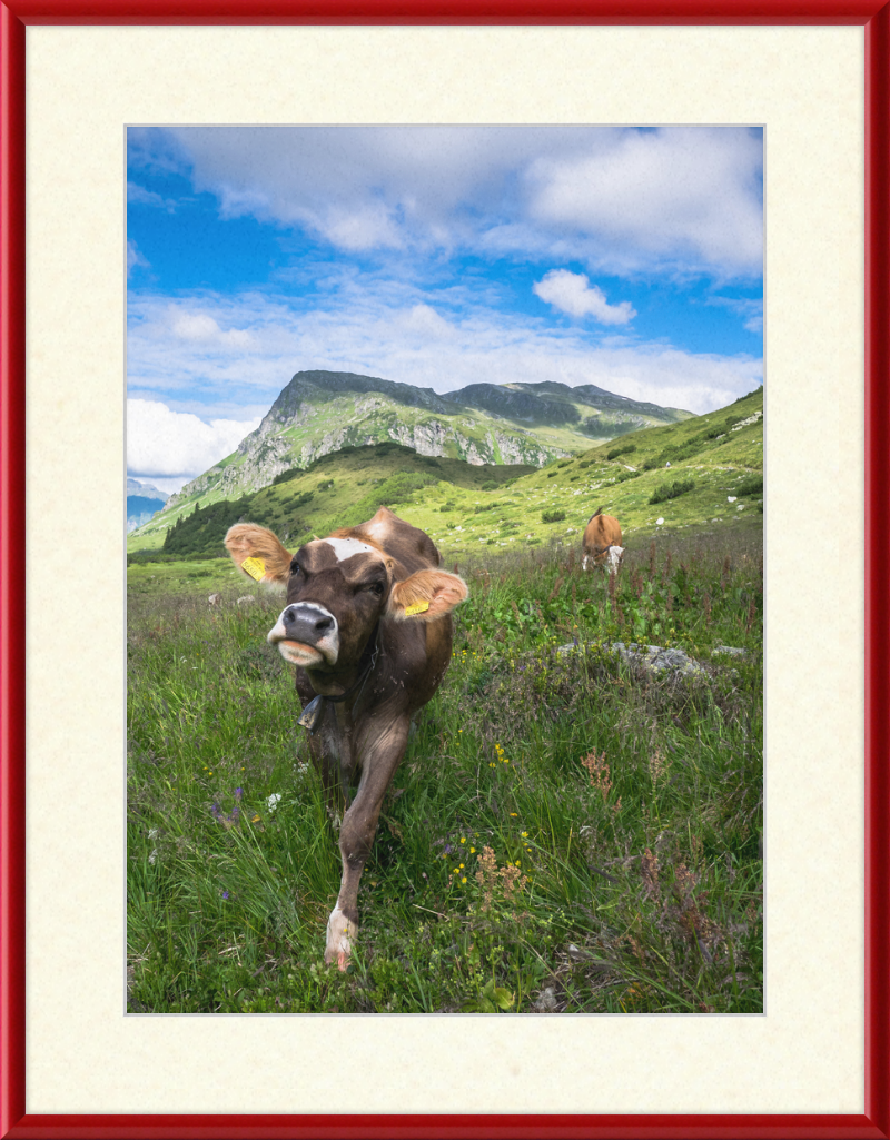 Cattle in the Kops and Zeinis Lake Area. - Great Pictures Framed