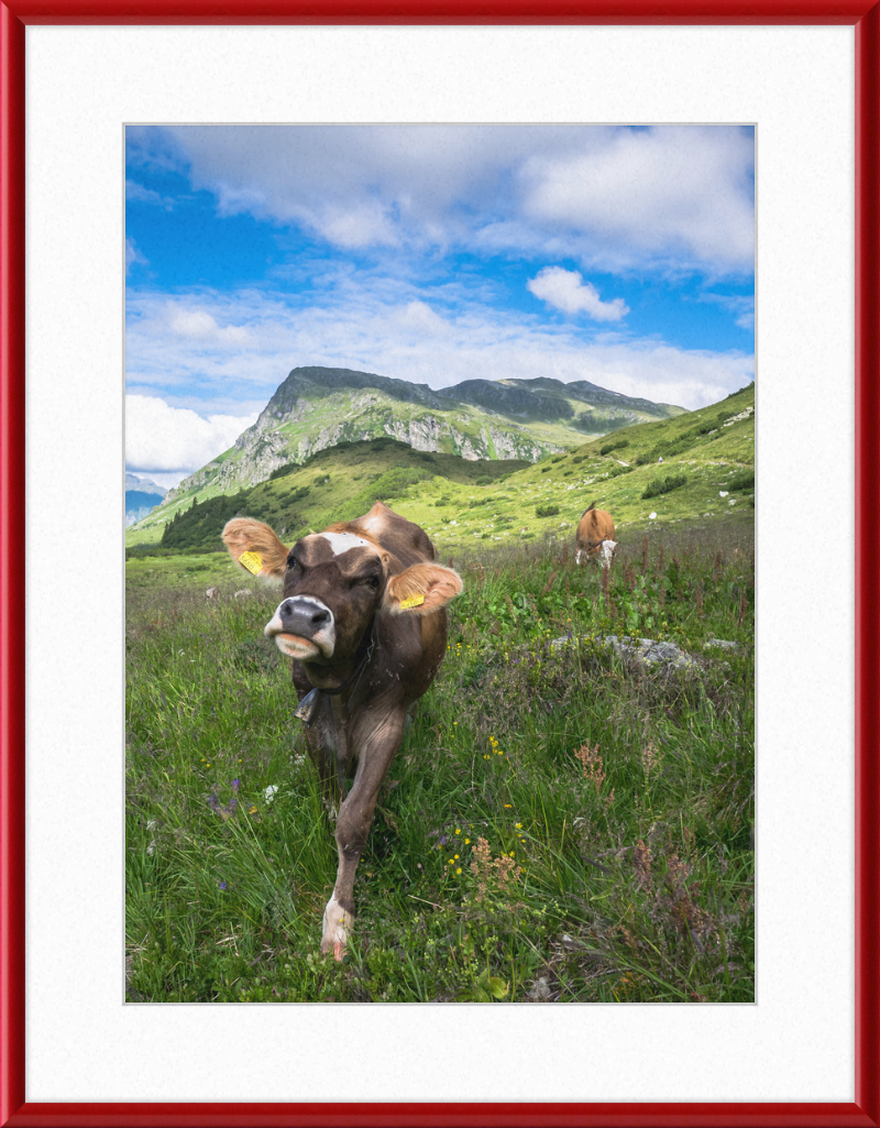 Cattle in the Kops and Zeinis Lake Area. - Great Pictures Framed