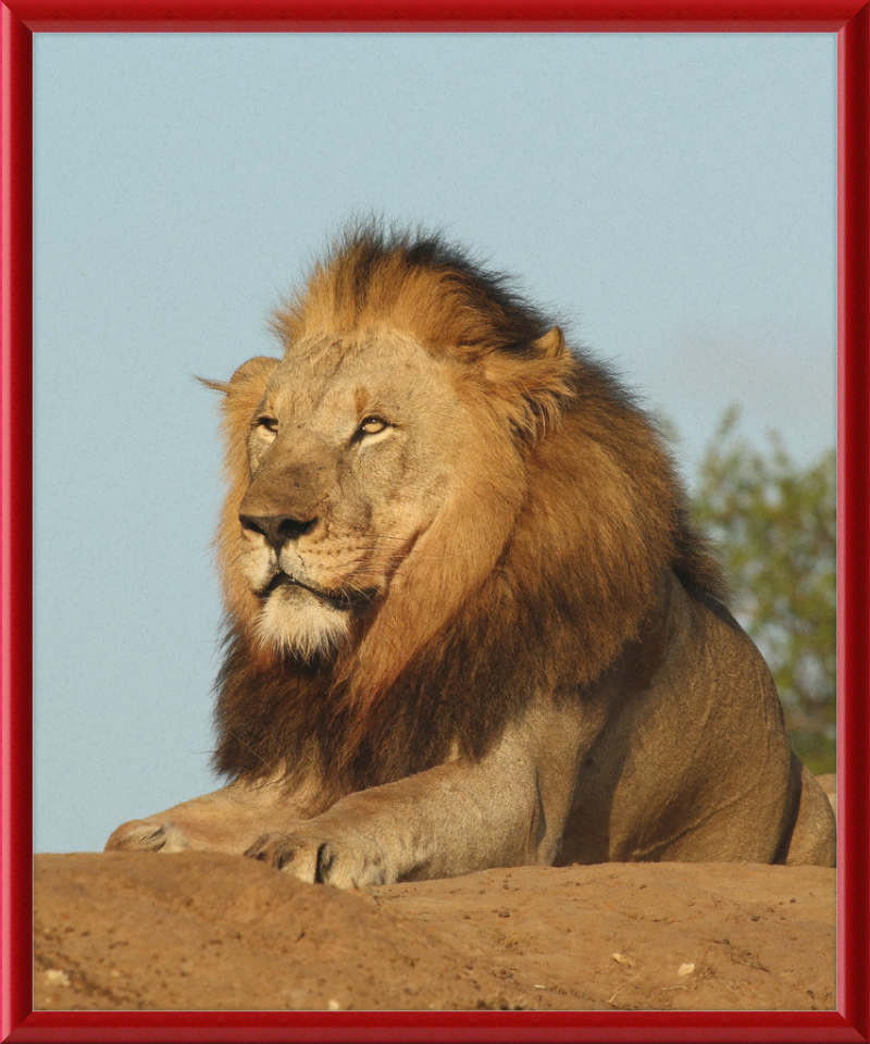 Lion (Panthera leo) Male - Great Pictures Framed