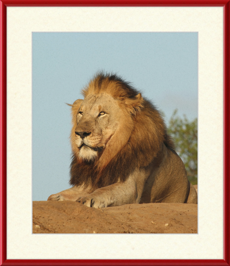 Lion (Panthera leo) Male - Great Pictures Framed