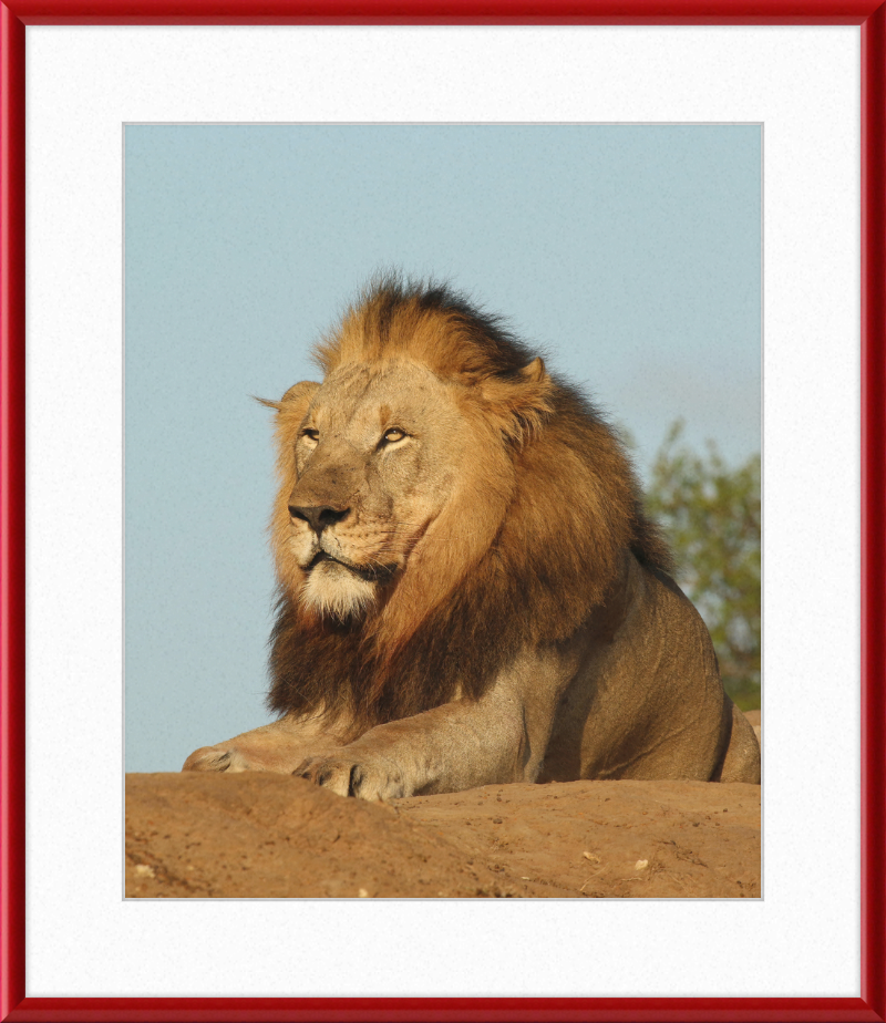 Lion (Panthera leo) Male - Great Pictures Framed