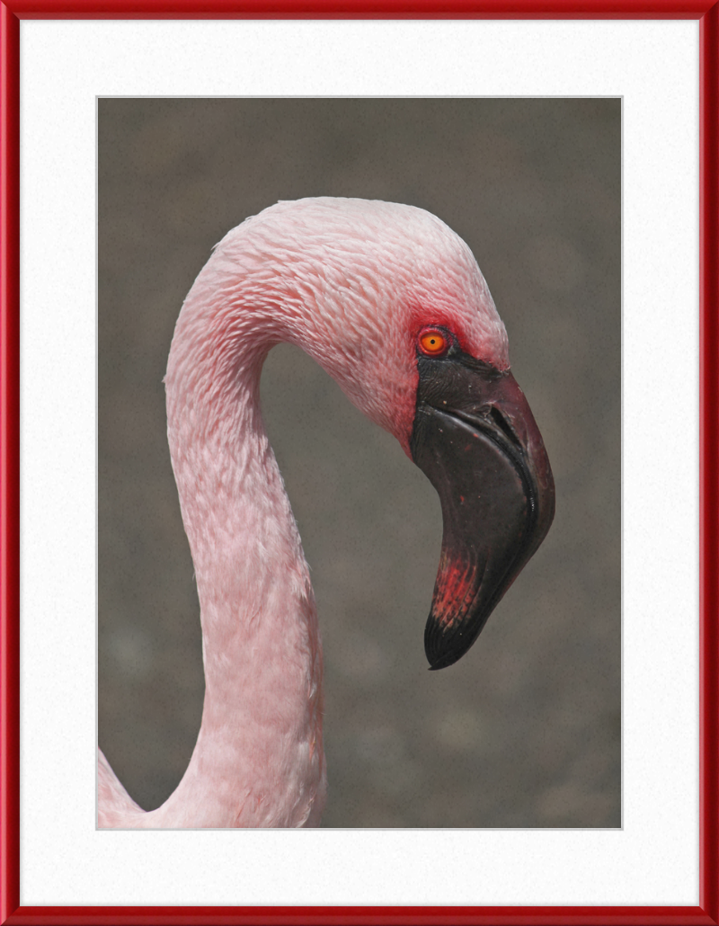 Phoeniconaias minor - Great Pictures Framed