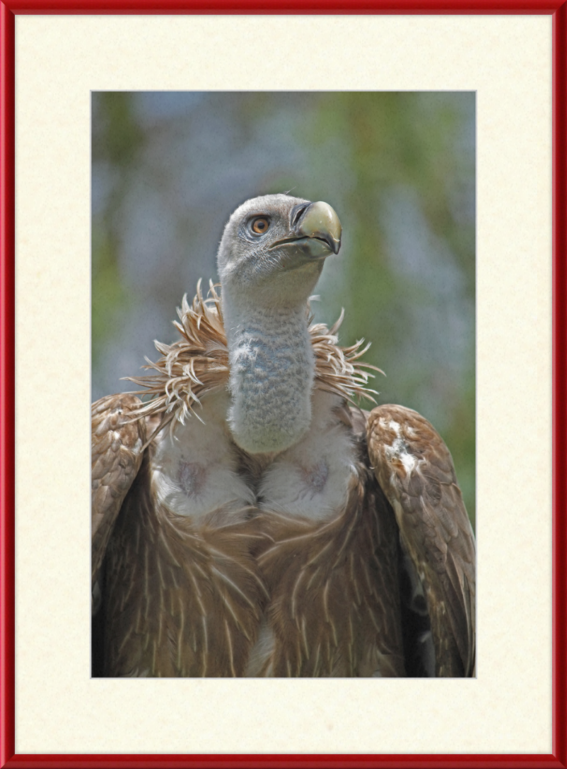Gyps Fulvus - Great Pictures Framed