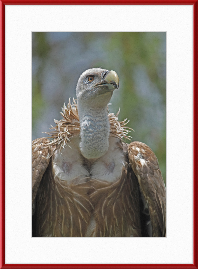 Gyps Fulvus - Great Pictures Framed