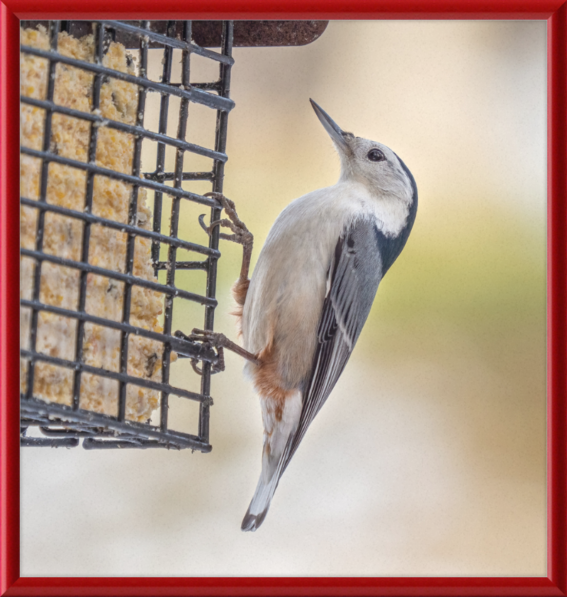 White-breasted Nuthatch - Great Pictures Framed