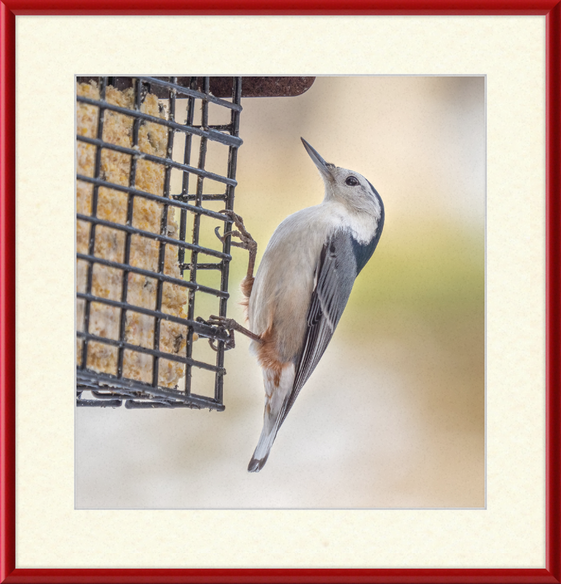 White-breasted Nuthatch - Great Pictures Framed