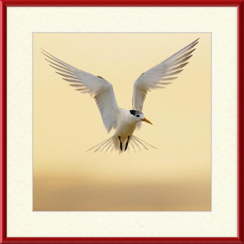The Crested Tern - Great Pictures Framed