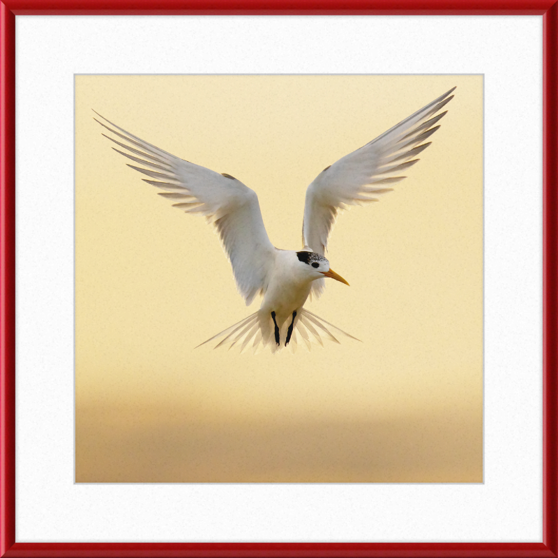 The Crested Tern - Great Pictures Framed