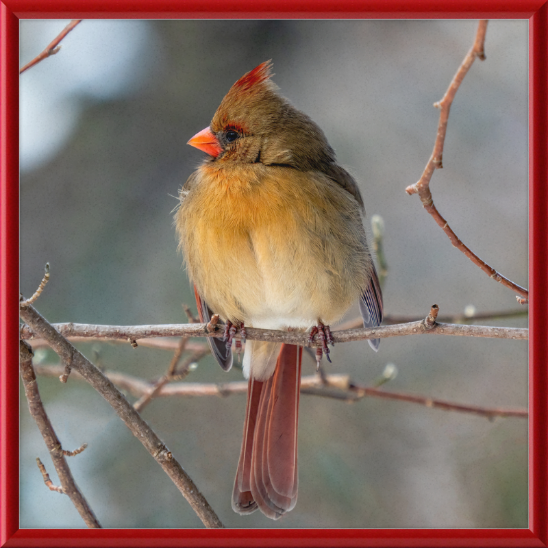 A Northern Cardinal (Female) - Great Pictures Framed