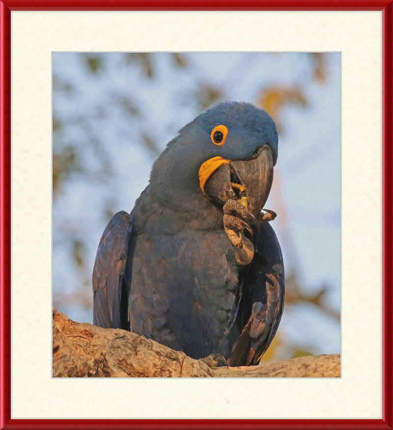 Hyacinth Macaw (Anodorhynchus Hyacinthinus) - Great Pictures Framed
