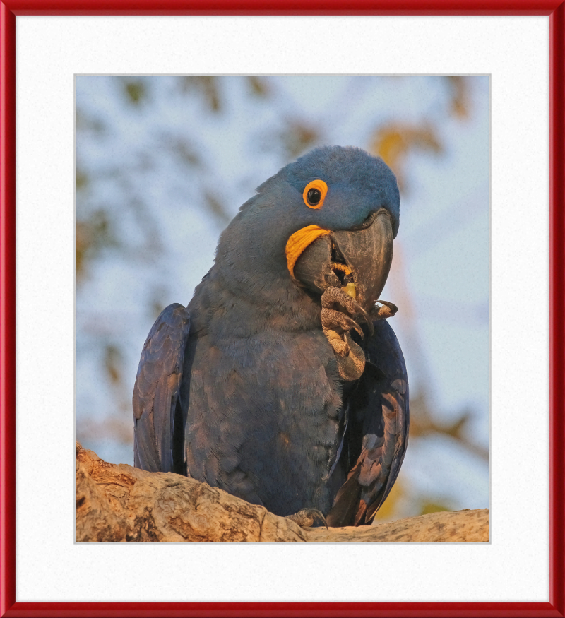 Hyacinth Macaw (Anodorhynchus Hyacinthinus) - Great Pictures Framed