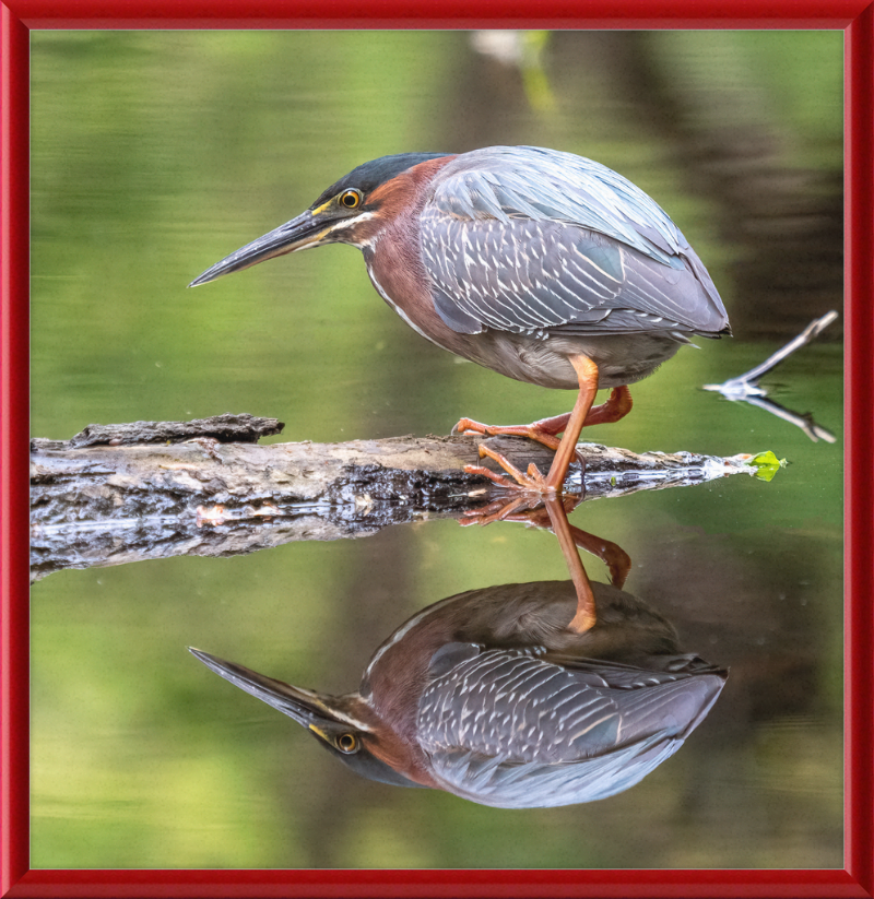 Green Heron - Great Pictures Framed