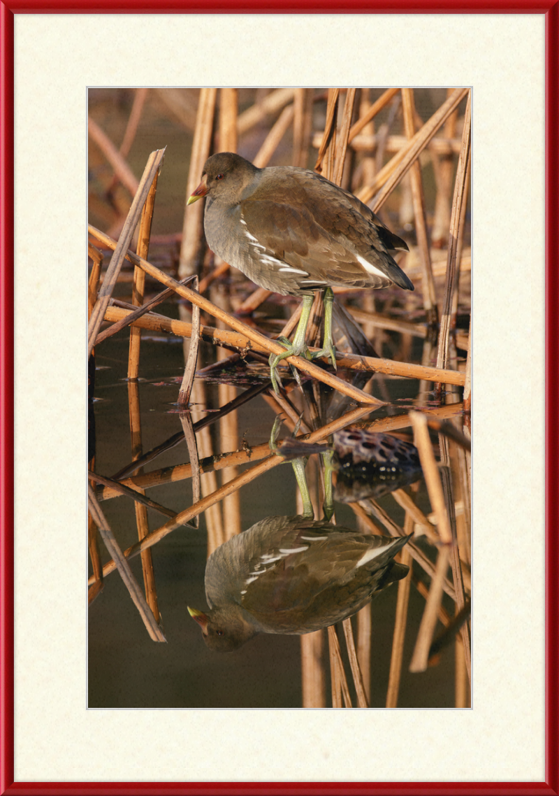 Common Moorhen in Suita, Osaka, Japan - Great Pictures Framed