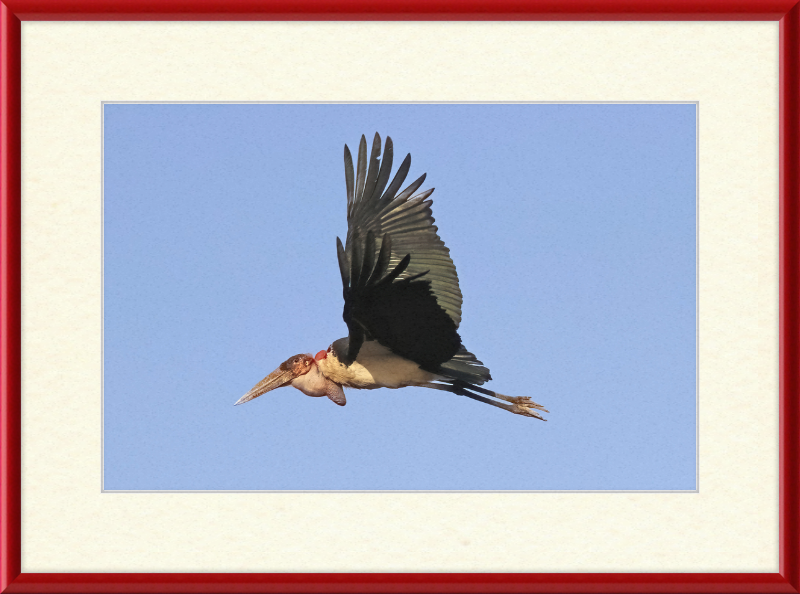 Marabou Stork (Leptoptilos crumenifer) in Flight - Great Pictures Framed