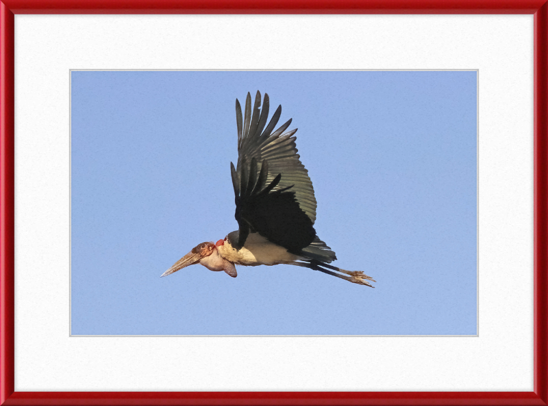 Marabou Stork (Leptoptilos crumenifer) in Flight - Great Pictures Framed