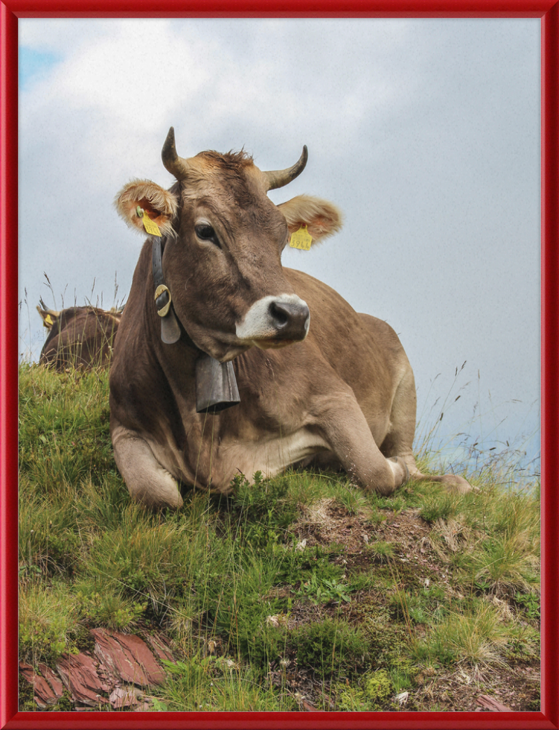 A Resting Cow in Flumserberg, Switzerland - Great Pictures Framed