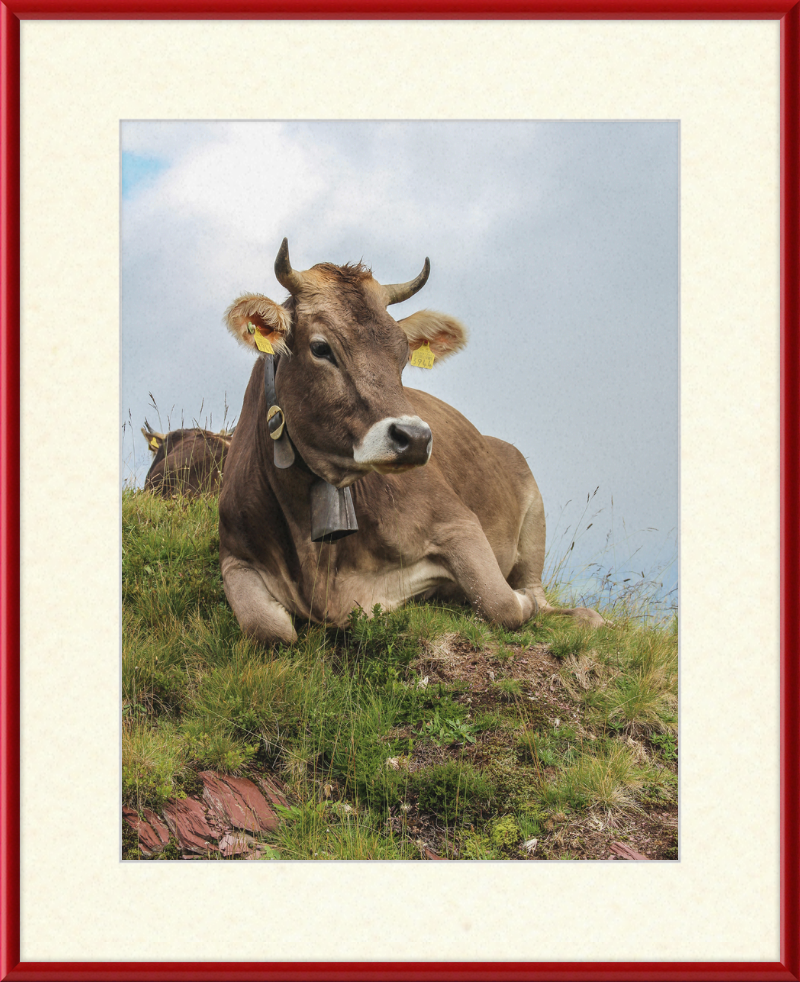 A Resting Cow in Flumserberg, Switzerland - Great Pictures Framed