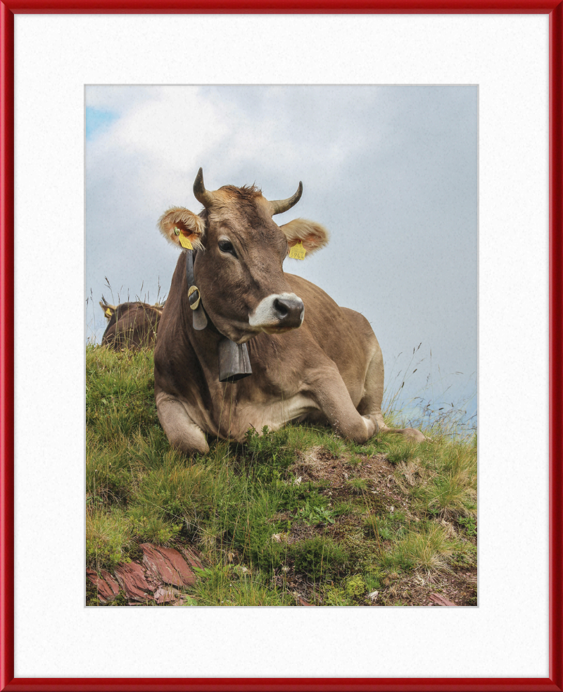 A Resting Cow in Flumserberg, Switzerland - Great Pictures Framed