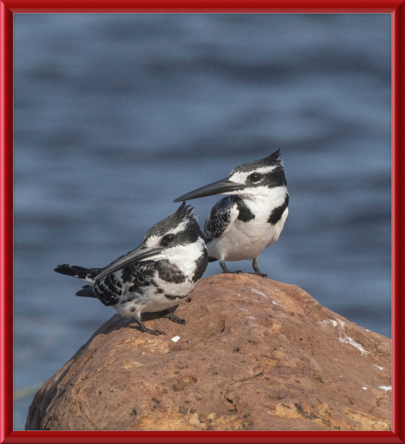 Pied Kingfishers in Botswana - Great Pictures Framed