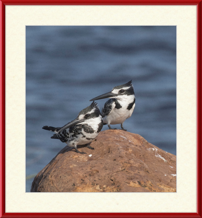 Pied Kingfishers in Botswana - Great Pictures Framed