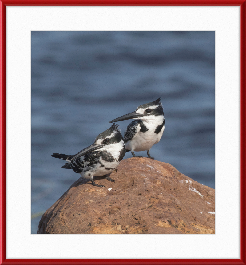 Pied Kingfishers in Botswana - Great Pictures Framed