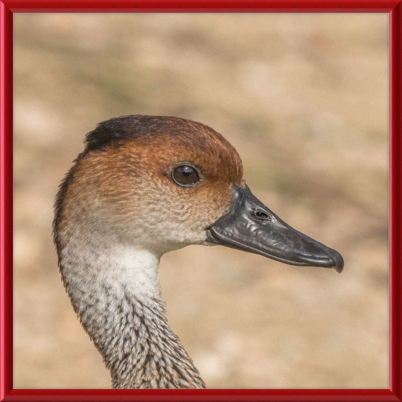 West Indian Whistling Duck - Great Pictures Framed