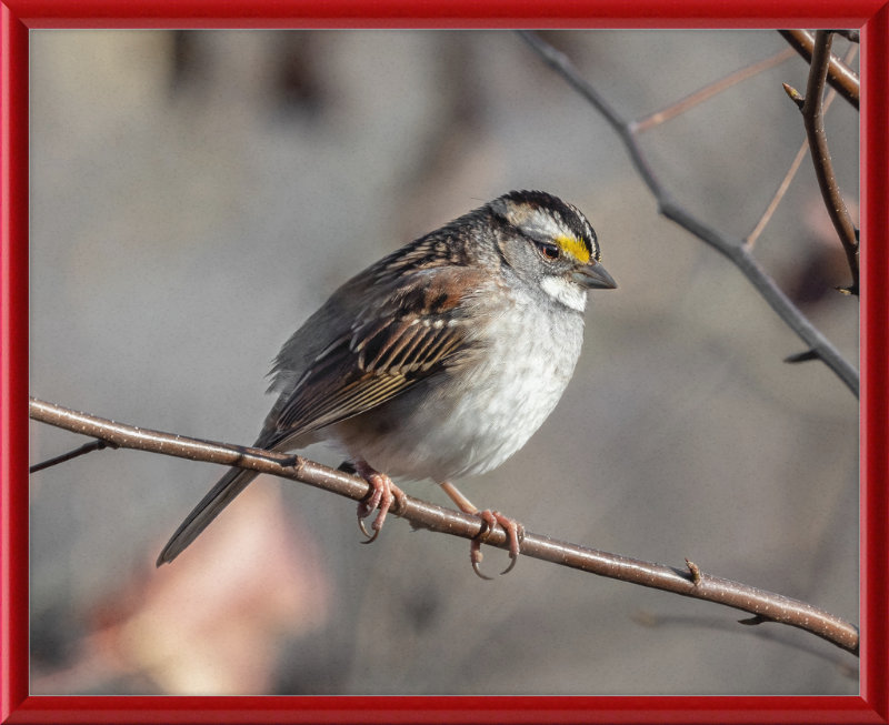 White-throated Sparrow - Great Pictures Framed