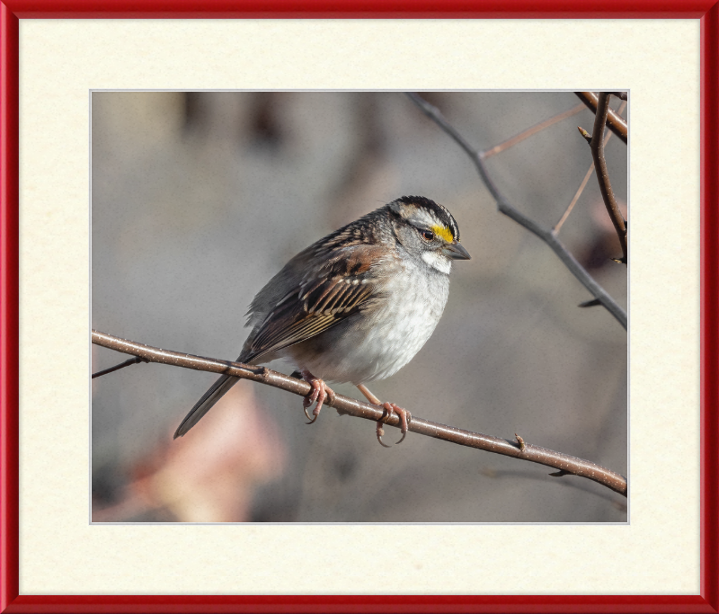 White-throated Sparrow - Great Pictures Framed