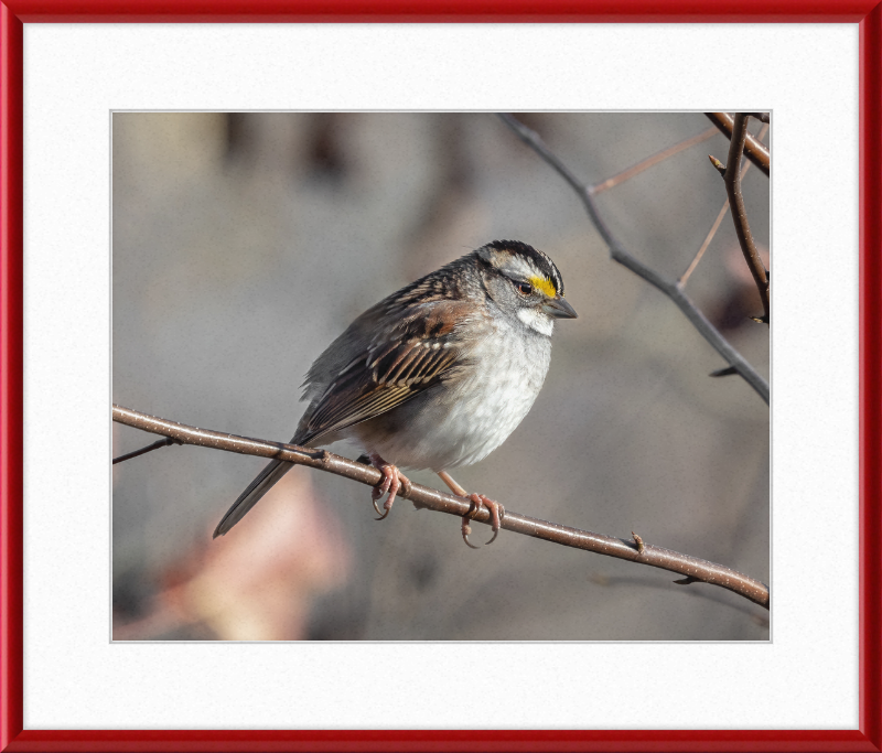 White-throated Sparrow - Great Pictures Framed