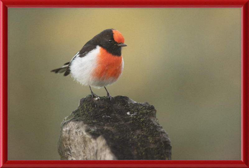 Red-capped Robin - Bimbi - Great Pictures Framed