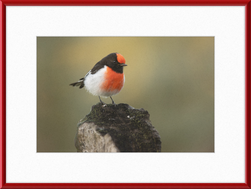 Red-capped Robin - Bimbi - Great Pictures Framed