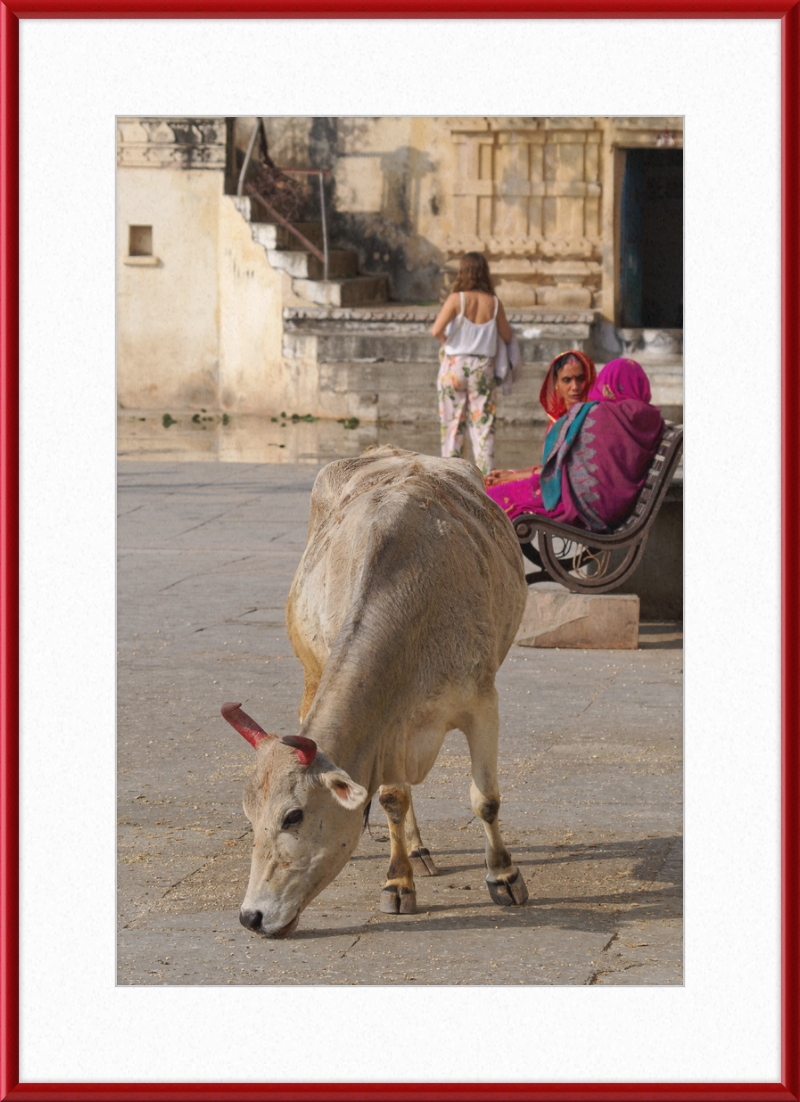 A cow on a Street of Udaipur, India - Great Pictures Framed