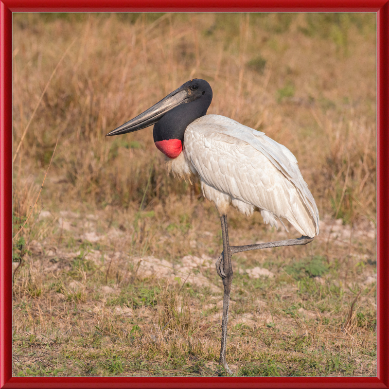 Jabiru (Jabiru mycteria) - Great Pictures Framed