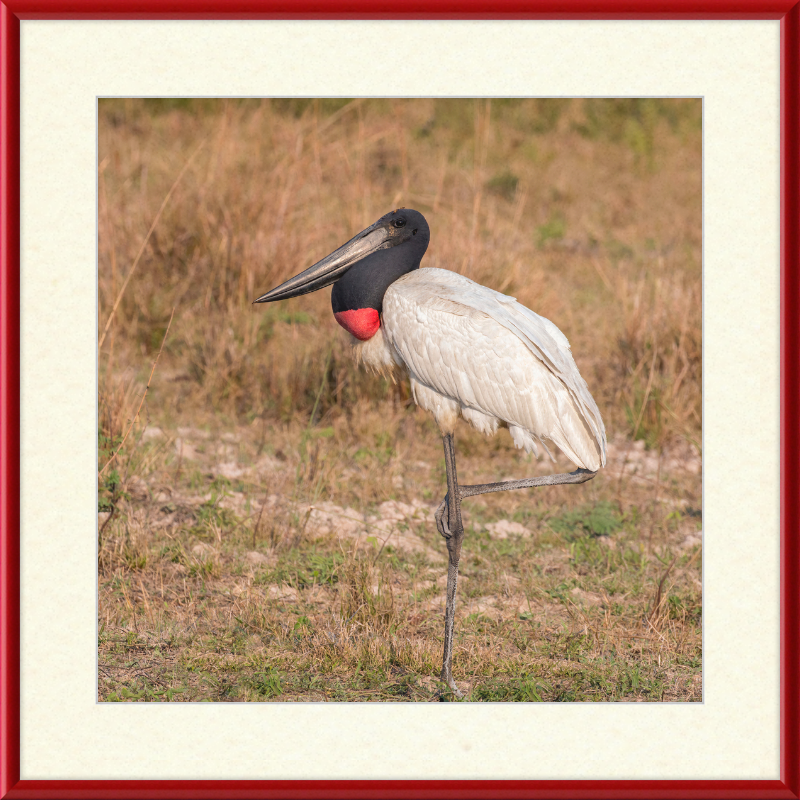 Jabiru (Jabiru mycteria) - Great Pictures Framed