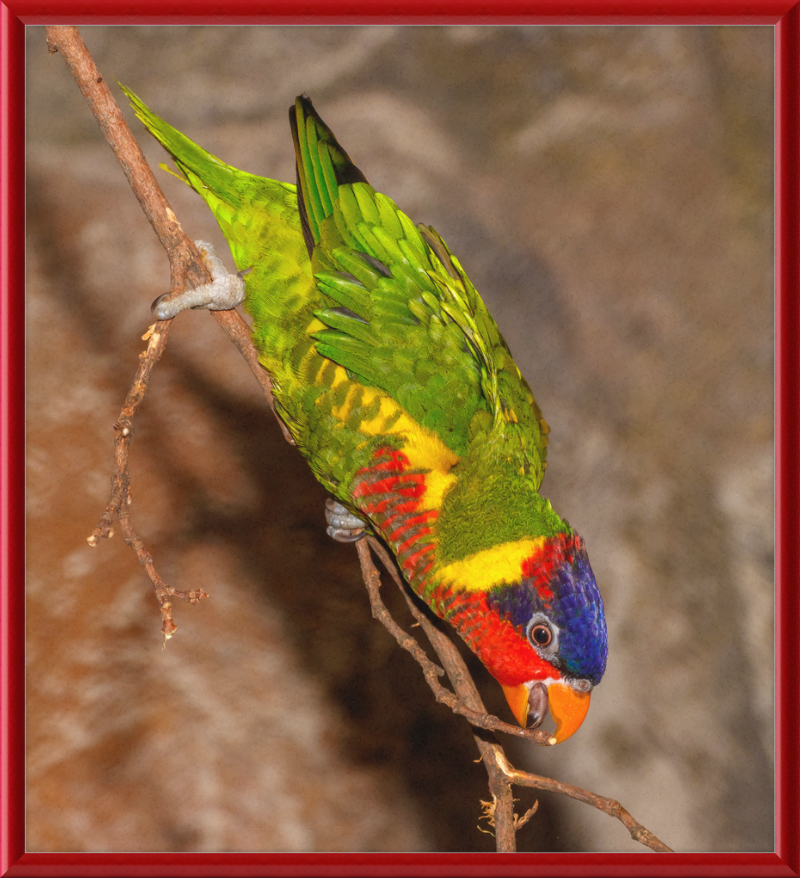 Trichoglossus Ornatus - Great Pictures Framed