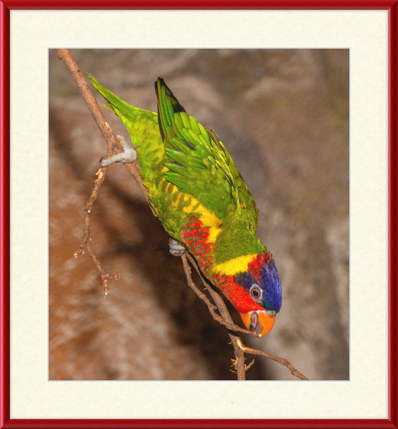 Trichoglossus Ornatus - Great Pictures Framed