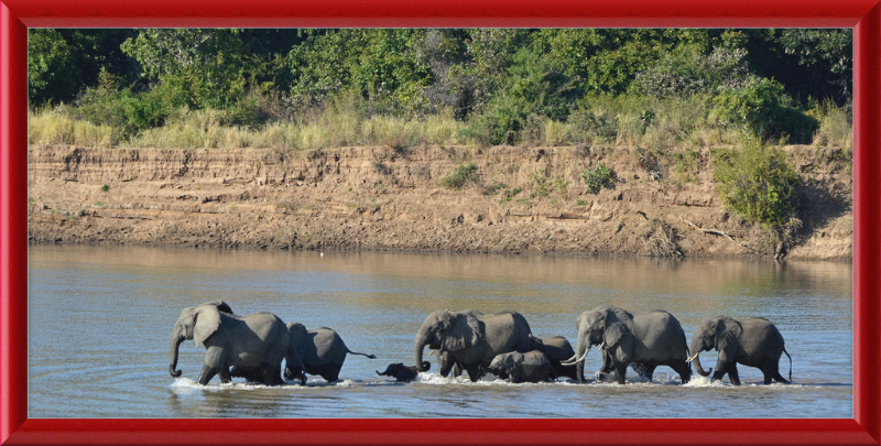 Loxodonta africana South Luangwa National Park (1) - Great Pictures Framed