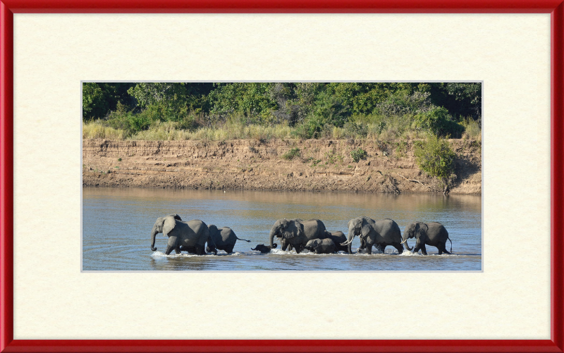Loxodonta africana South Luangwa National Park (1) - Great Pictures Framed