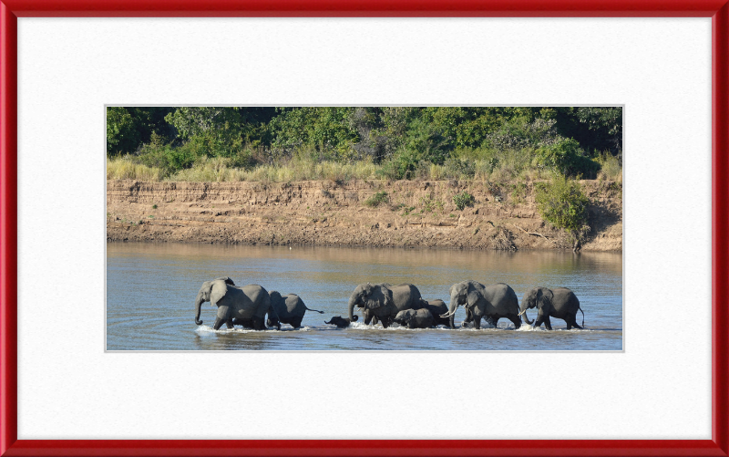 Loxodonta africana South Luangwa National Park (1) - Great Pictures Framed