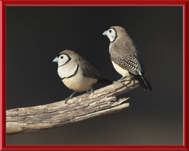 Taeniopygia bichenovii - Glen Alice - Great Pictures Framed